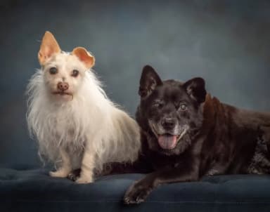 Behavior consultation session