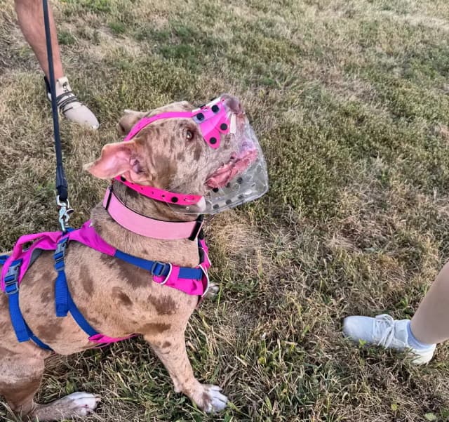 A dog working calmly with its handler during a behavior session