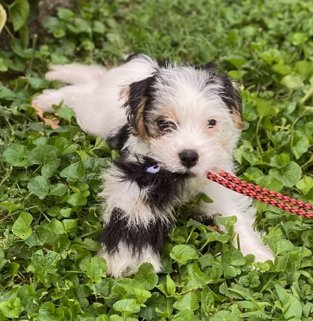 Echo, a young puppy