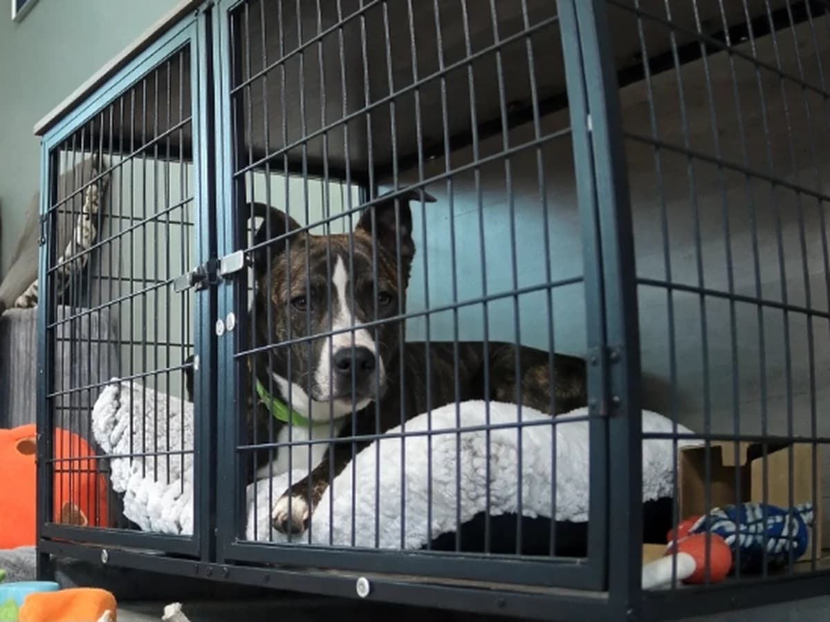 A dog resting calmly on a blanket inside a wire crate at home